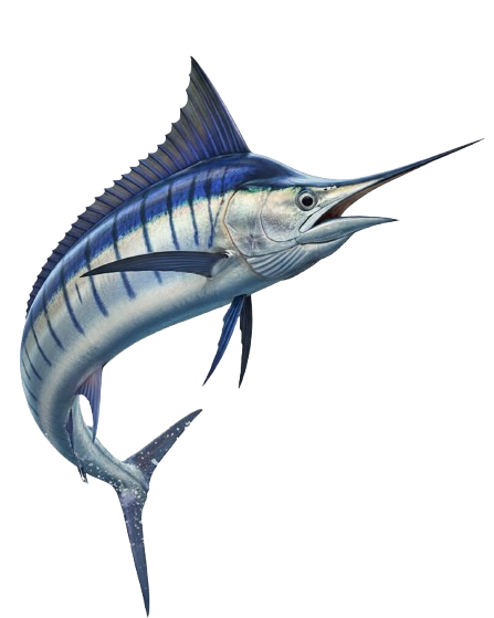 Costa Rica Fish Species