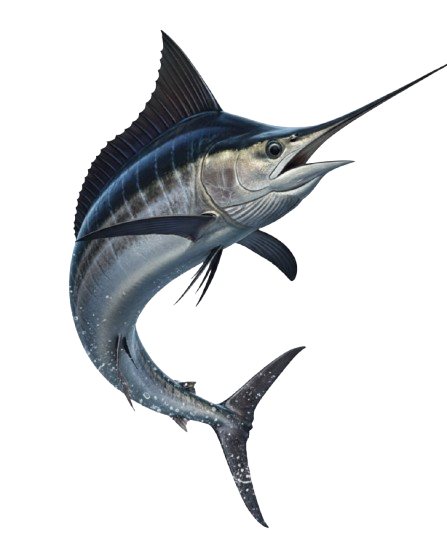 Costa Rica Fish Species