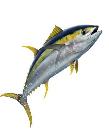 Costa Rica Fish Species