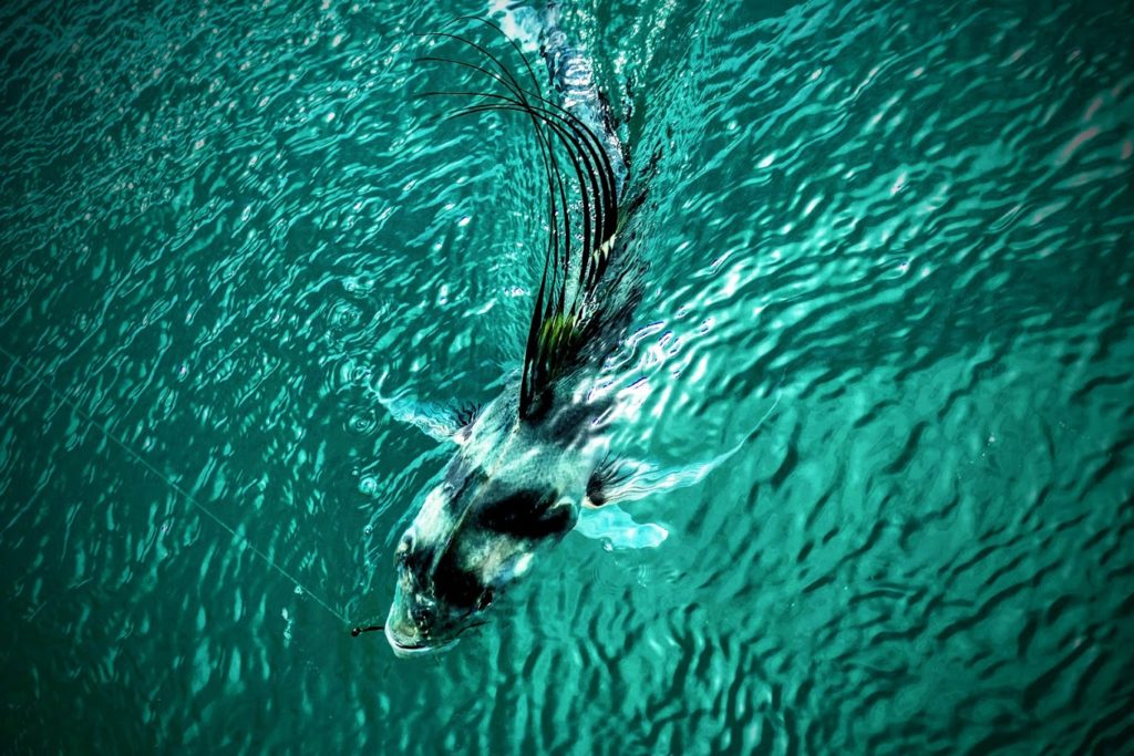 Costa Rica Fish Species