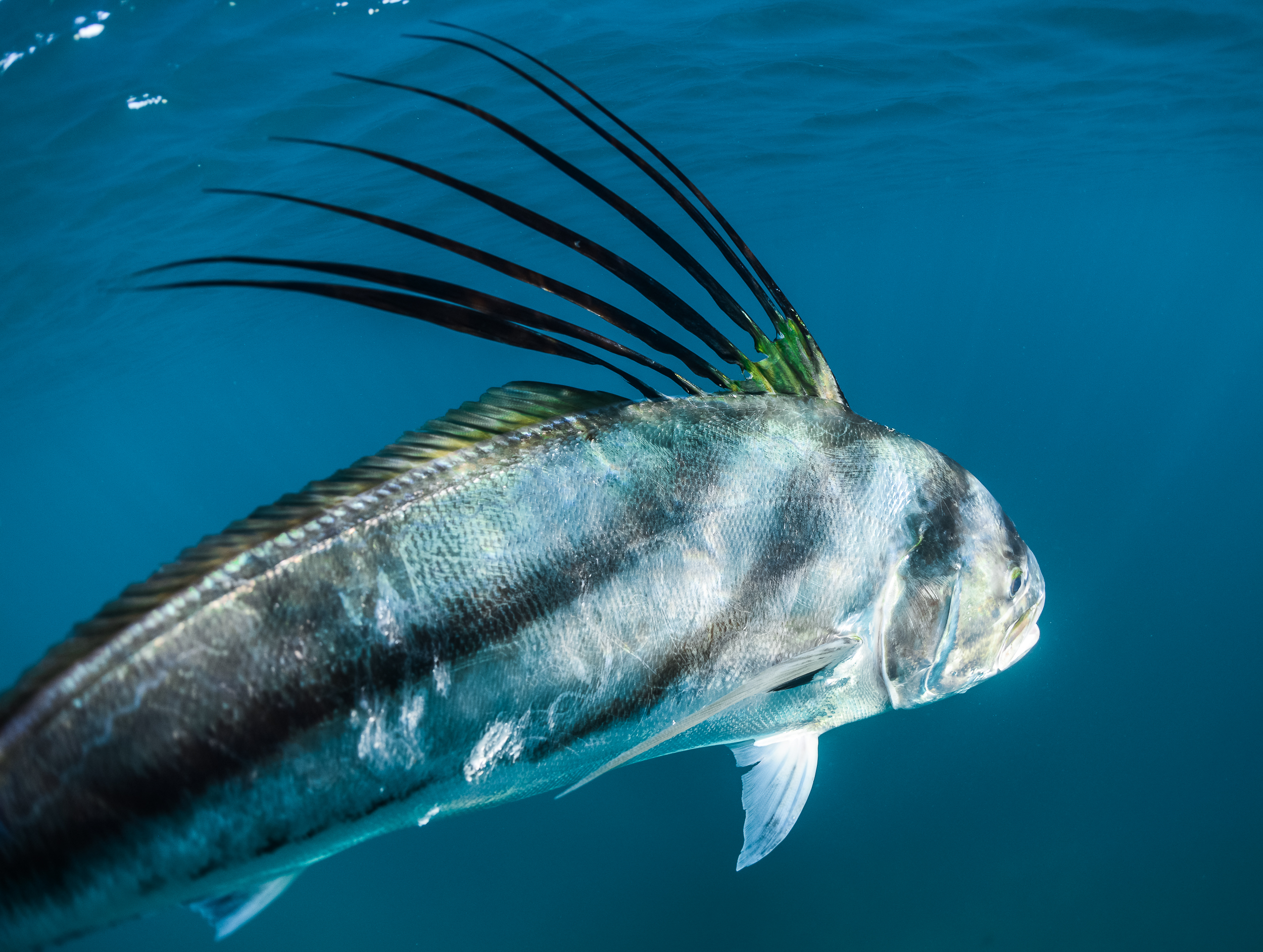 Pez gallo en Quepos Costa Rica — pesca de bajura cerca del Parque Nacional Manuel Antonio