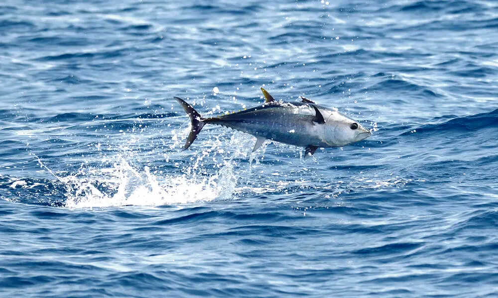 Angler with a yellowfin tuna caught offshore in Quepos, Costa Rica