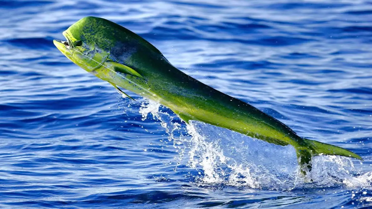 Mahi-mahi (dorado) caught offshore in Quepos, Costa Rica