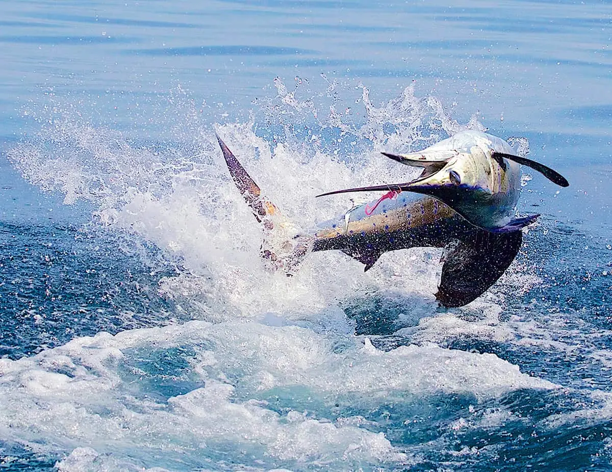 Marlin caught offshore near Quepos, Costa Rica