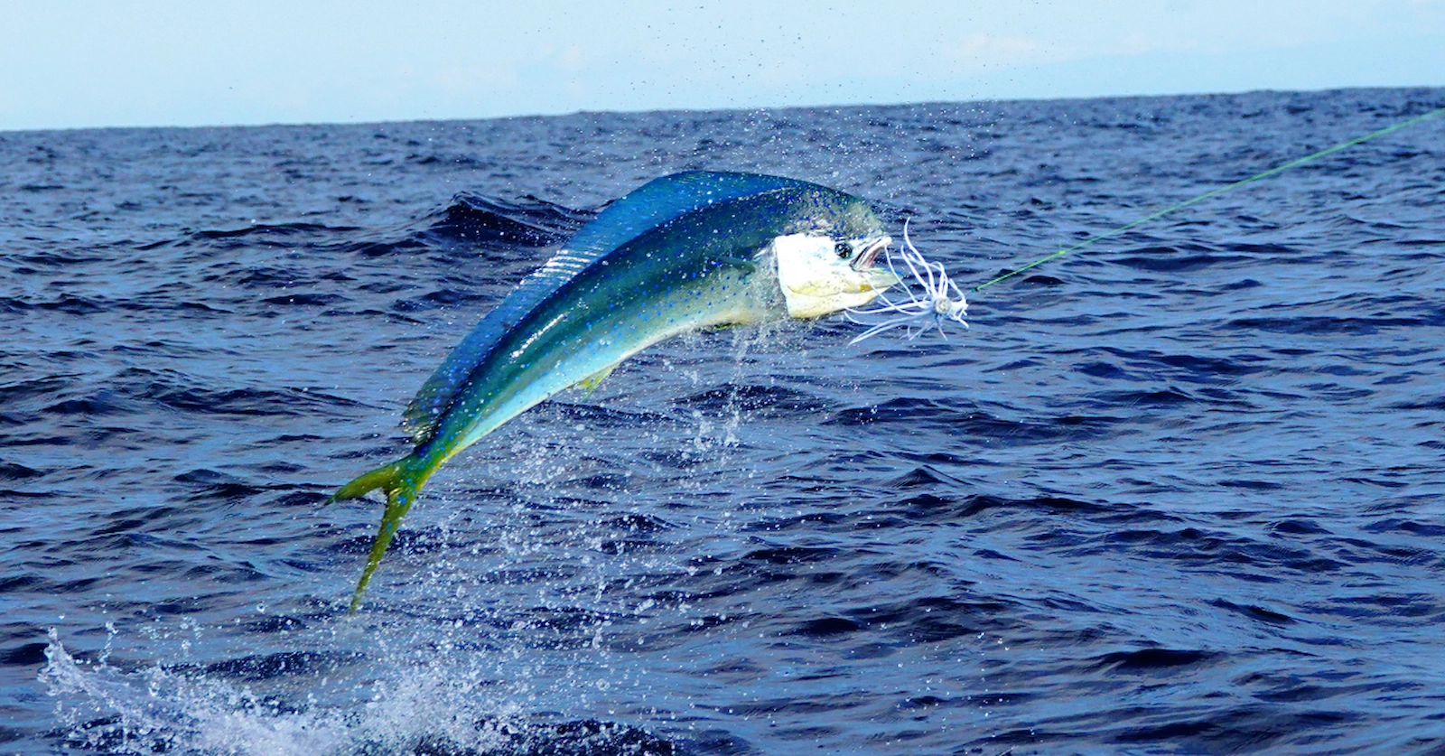 costa-rica-fishing-company-17 - Quepos, Costa Rica