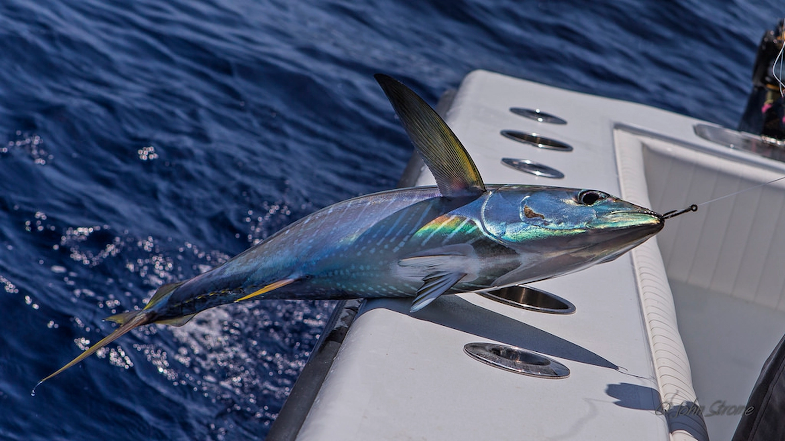 costa-rica-fishing-company-24 - Quepos, Costa Rica