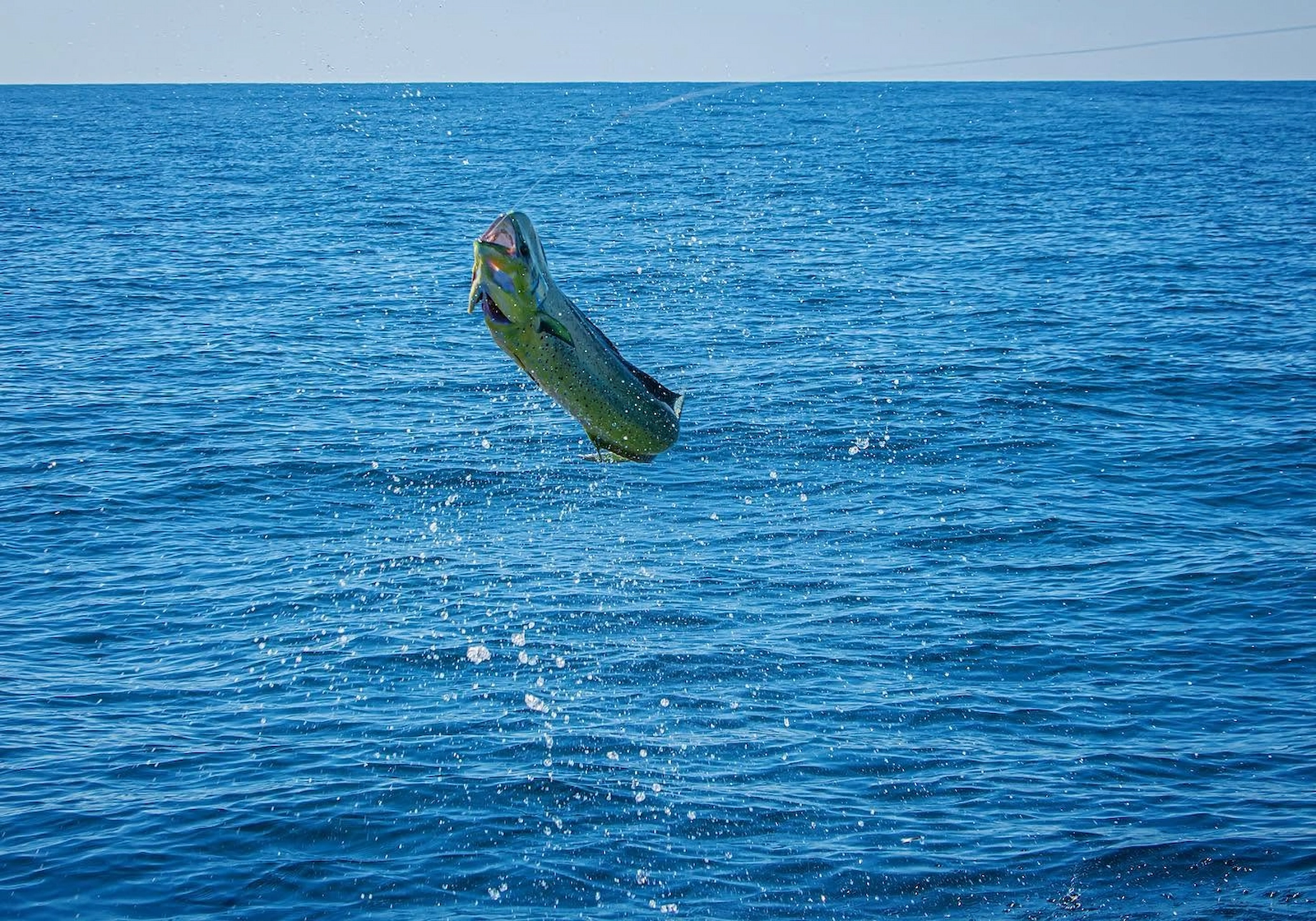 costa-rica-fishing-company-28 - Quepos, Costa Rica