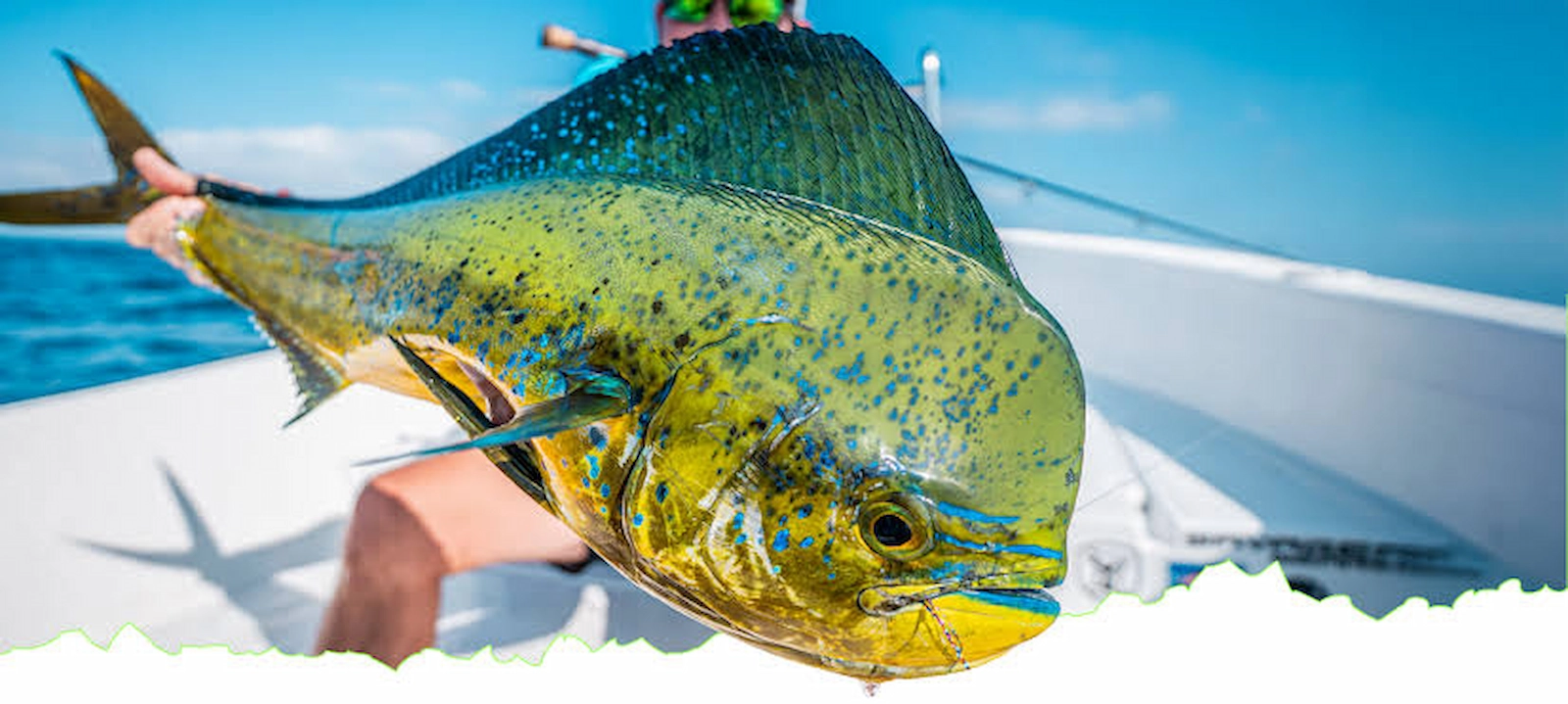 Dourado capturado em alto-mar em Quepos, Costa Rica