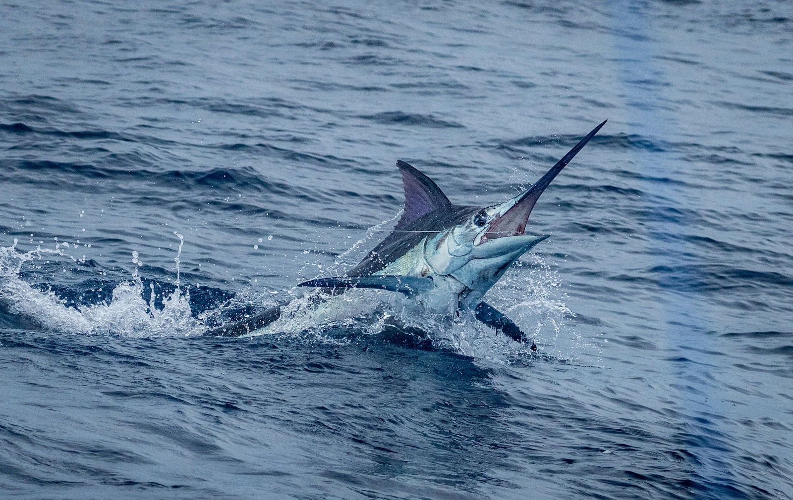 costa-rica-fishing-company-42 - Quepos, Costa Rica