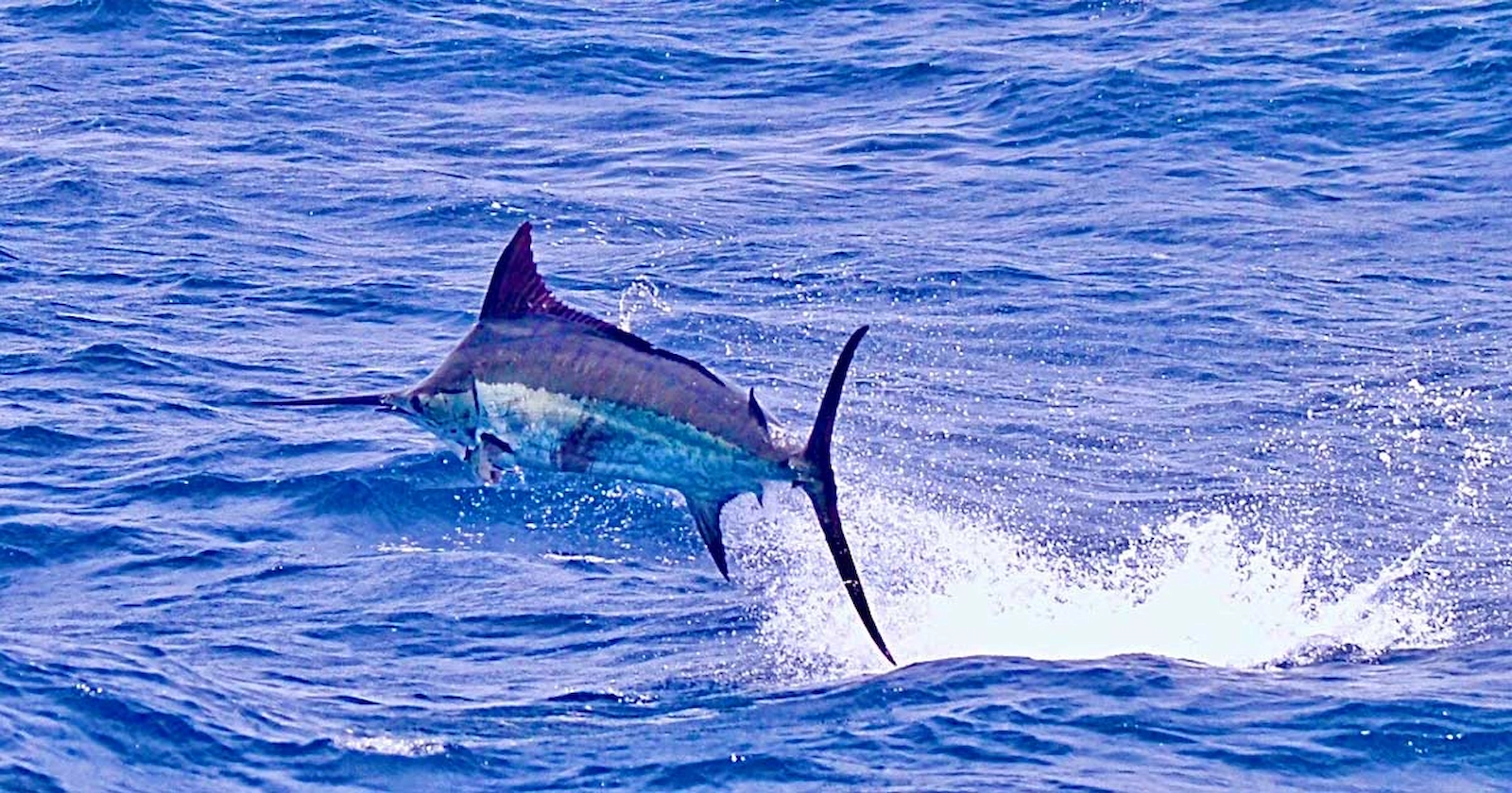 Marlim-azul em águas azuis profundas em Quepos, Costa Rica