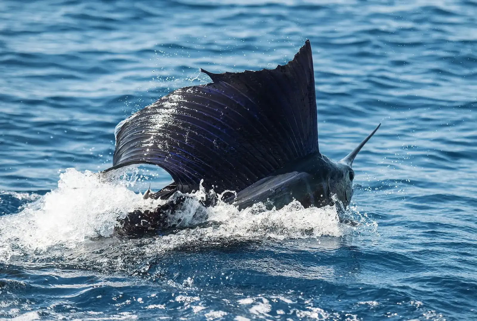 costa-rica-fishing-company-50 - Quepos, Costa Rica