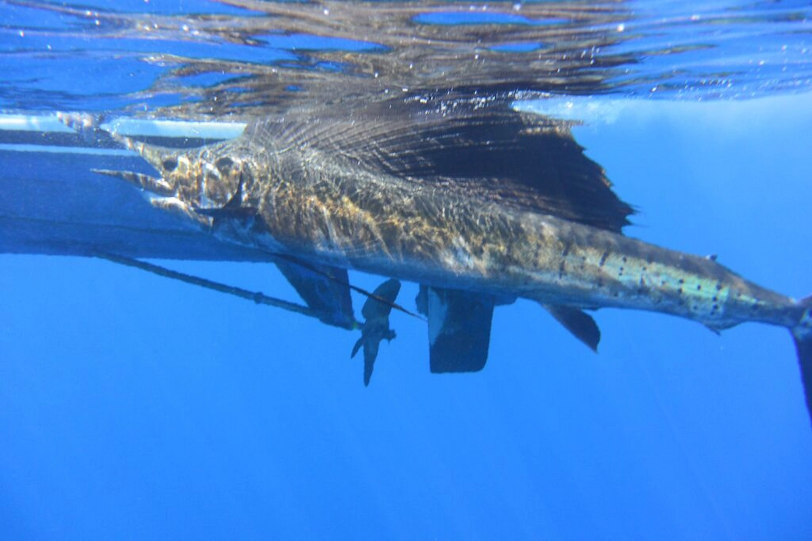 Soltura de um agulhão ao lado do barco na Costa Rica